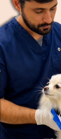 Dr. Leandro Vieira examinando um cão na Santé Animal