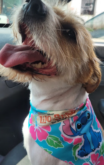 Pet de volta para casa depois do atendimento